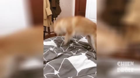 Funny cute dog