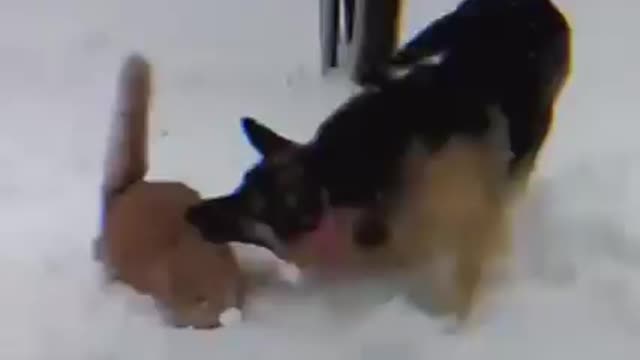 Try not to laugh 😂. Dog Vs cat