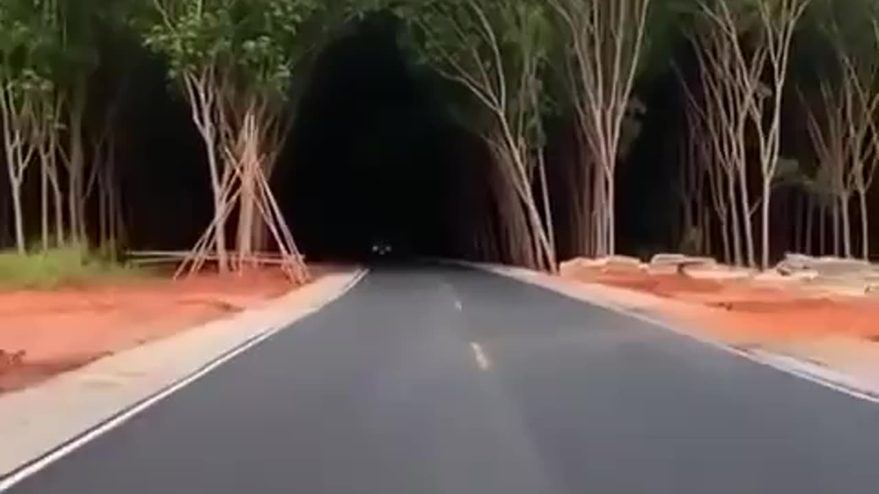 This tree tunnel in Thailand has a rather strange optical illusion ~ It appears extremely dark from a distance but once you're in the lightning level is naturally adjusted!