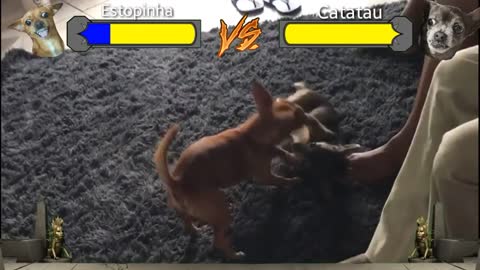 dog vs