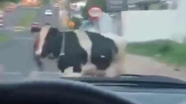 the attack of the mad cow