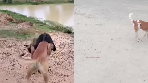 Dog and Monkey are play / fight