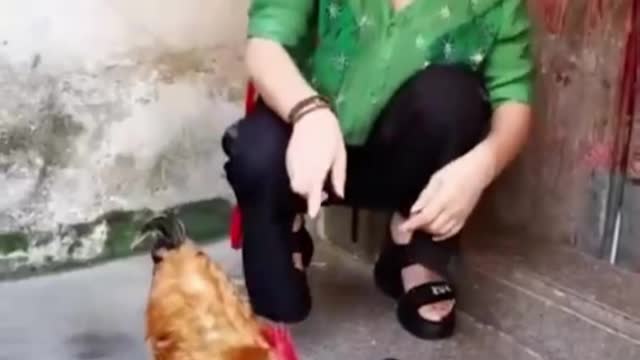 Timid Chicken