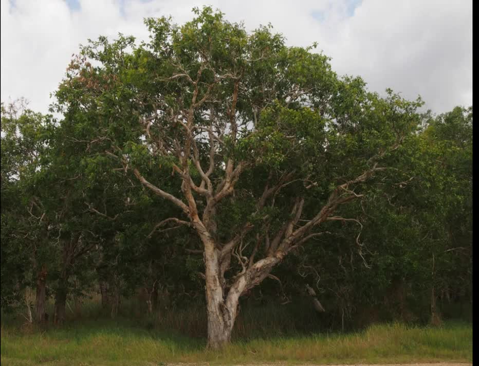 Óleo de melaleuca ( Melaleuca quinquenervia ) serve para Acnes e micose