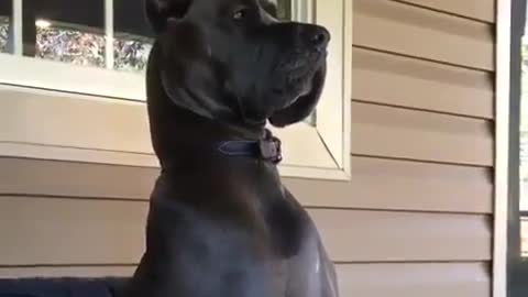 THE GREAT DANE Dog Video 197 - Great Dane Compilation - Tallest Dog in The World