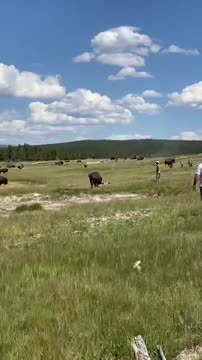 GIRL TRIPS WHILE BEING CHASED BY A BISON