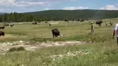 GIRL TRIPS WHILE BEING CHASED BY A BISON