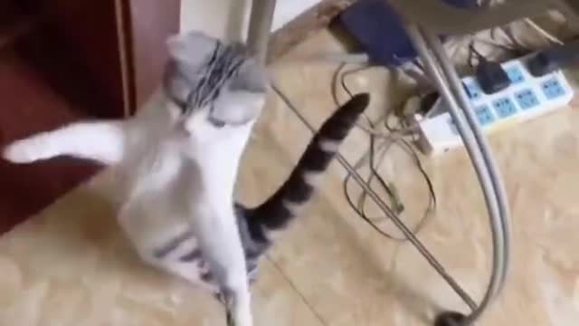 Have you ever seen a kitten walking on two feet?