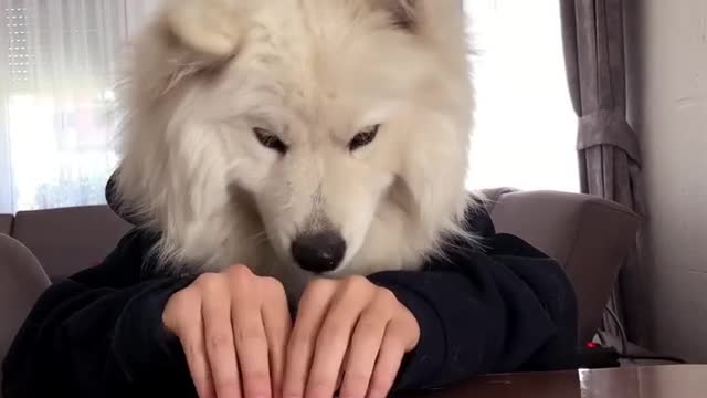 Dog eating in dining table