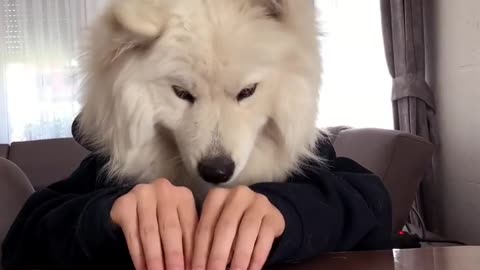 Dog eating in dining table