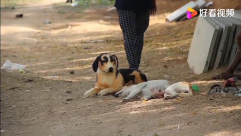 Dog sees another dog in front of him, climbs up and runs