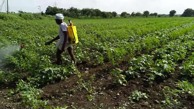 Spraying in my farm