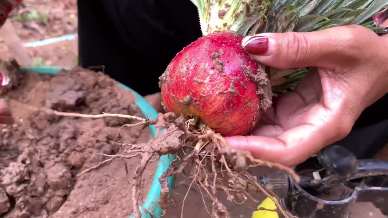 Unbelievable Plant Trick_ How to Graft Cucumbers & Eggplant