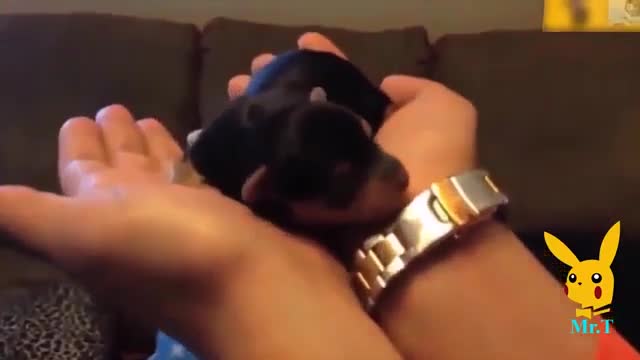 cute pets