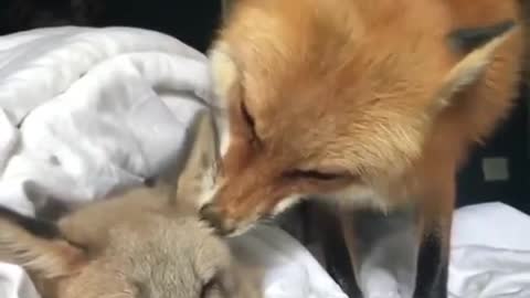 cute foxes kissing