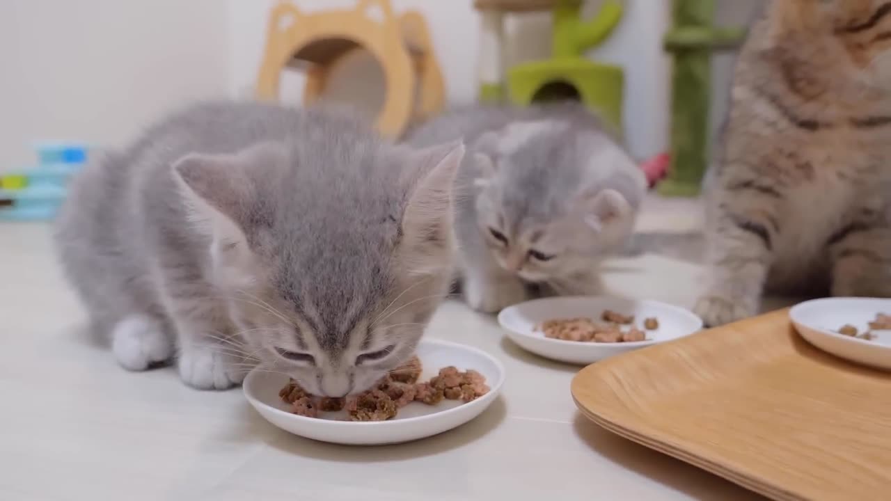 The kitten who challenges the mother cat to a fight but is defeated is so cute