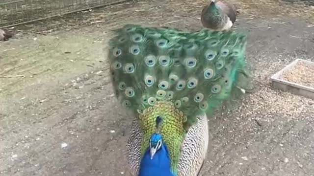 beautiful peacock