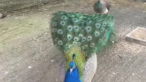 beautiful peacock