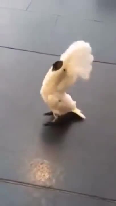 Barking Birdie