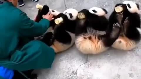 Milk time for babies panda