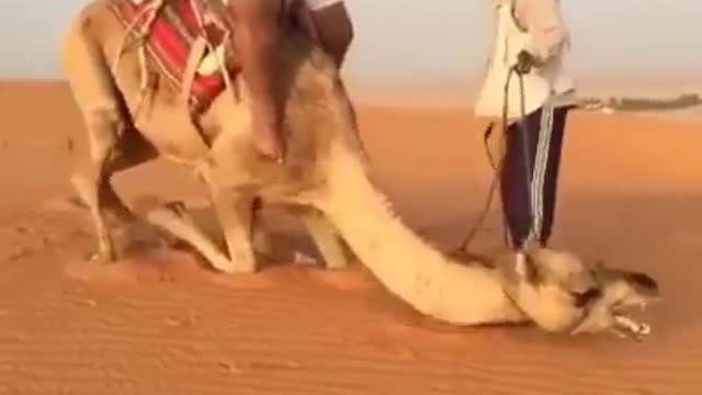 Funny Poor Camel 300 ponds man camel back unable to getup