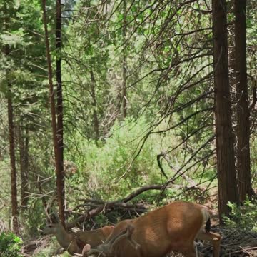 Guy Rescues Baby Deer From the Middle of a Lake | The Dodo Wild Hearts