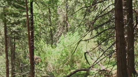 Guy Rescues Baby Deer From the Middle of a Lake | The Dodo Wild Hearts