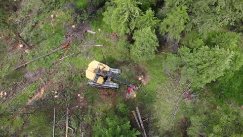 Tree Removal