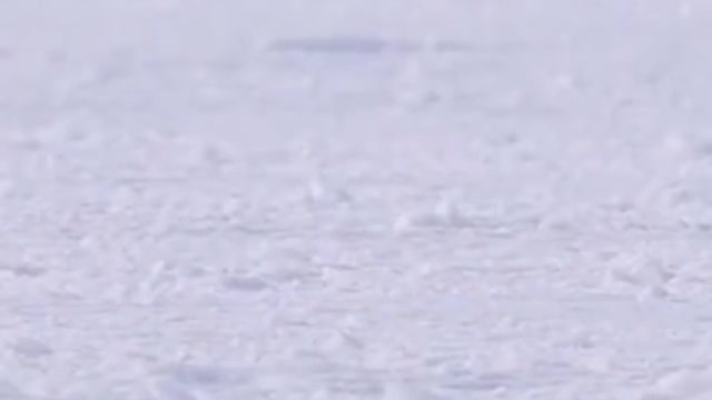 The adorable penguins learn to catch fish on the ice