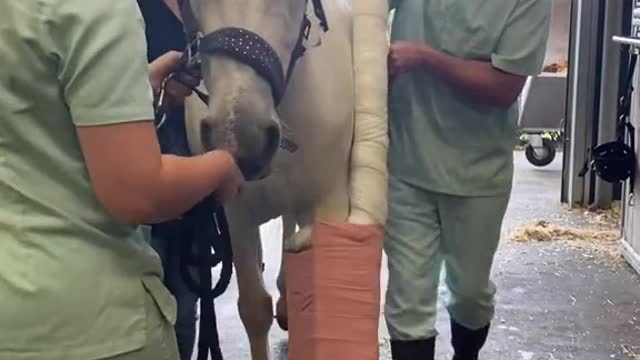 Horse fractured