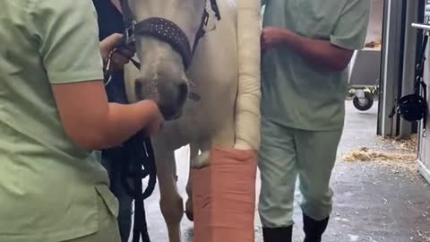 Horse fractured