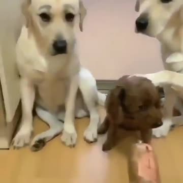 4 funny dogs