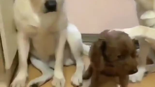 4 funny dogs