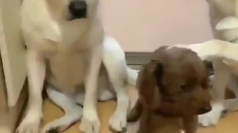 4 funny dogs