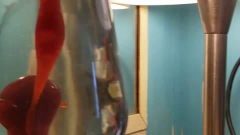 Lava lamp timelapse