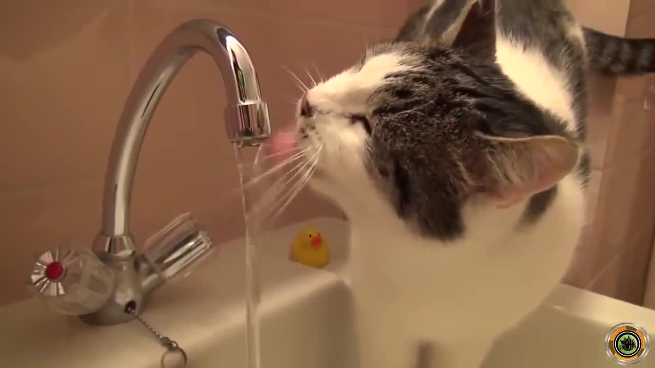 funny cute cat drinking water