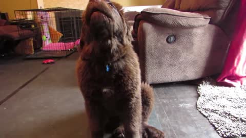 Huge puppy demands better meals