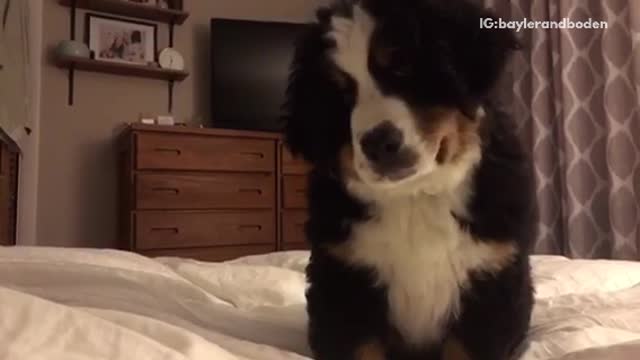 Small brown and white puppy pouncing on white bed