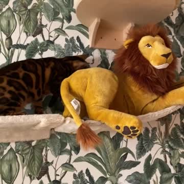 Leo in his cats play room