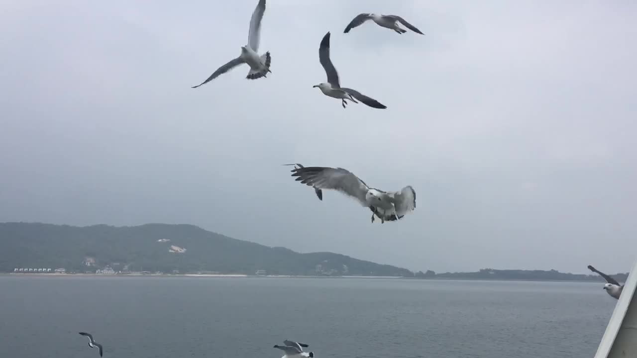 How to feed the Seagulls