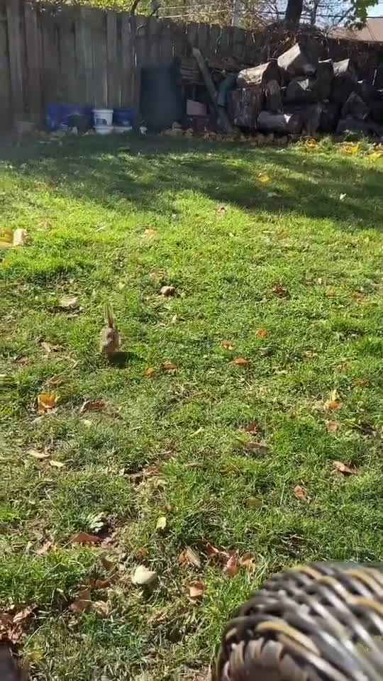 1000 SQUIRREL! ideas | squirrel, cute animals, funny animals