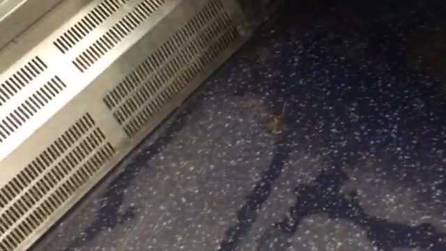 Wet dirty blue train seat