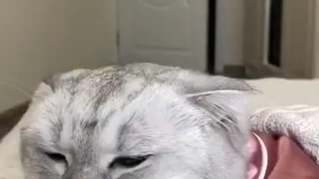 Cat Fake Sleep To Avoid Owner Disturbance