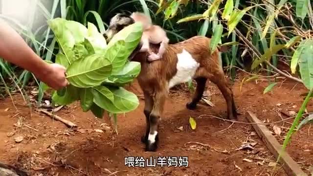 goat and monkey