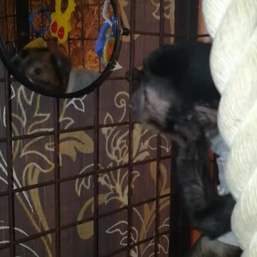 The Capuchin and the mirror