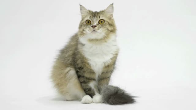 Tabby Persian cat licks and cleans the fur on its tail on white background