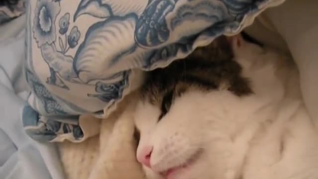 yt1s.com - Cat Singing Old MacDonald