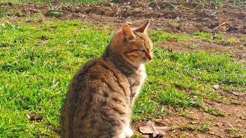 Cute and Beautiful Kitten 🥰 #kitten #catvideos #cats #meow