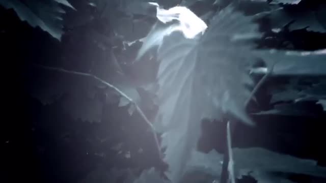 A Beautiful White Baby Cat Sleeping On Grapes Tree