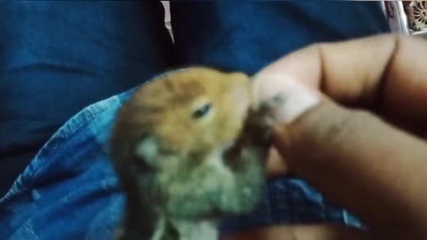 Cute Squirrel... Baby squirrel.. Feed baby squirrel